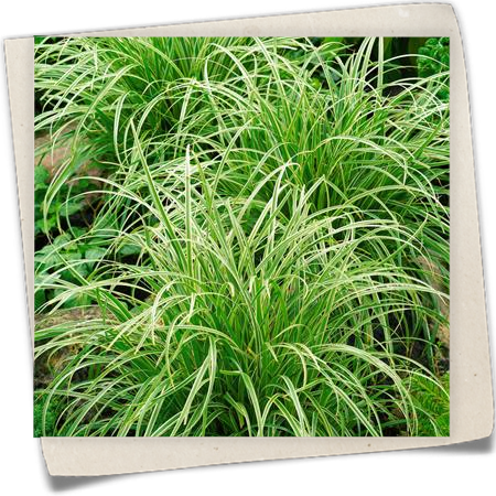 Garten-Segge 'Silver Sceptre' Garten-Segge 'Silver Sceptre'