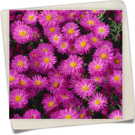 Garten-Kissen-Aster 'Kassel' Garten-Kissen-Aster 'Kassel'