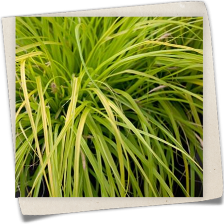 Japansegge 'EverColor'® Japansegge 'EverColor'®