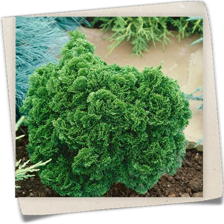 Kleine Muschelzypresse 'Nana Gracilis' Kleine Muschelzypresse 'Nana Gracilis'