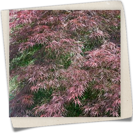 Fächerahorn 'Tamukeyama' Fächerahorn 'Tamukeyama'