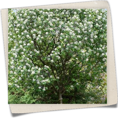 Felsenbirne 'Helvetica' Felsenbirne 'Helvetica'