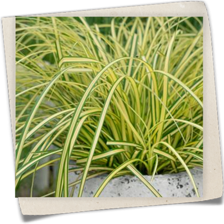 Gartensegge 'Eversheen' Gartensegge 'Eversheen'