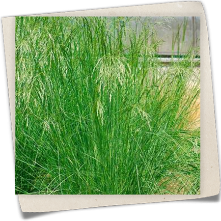 Weißes Straußgras Weißes Straußgras