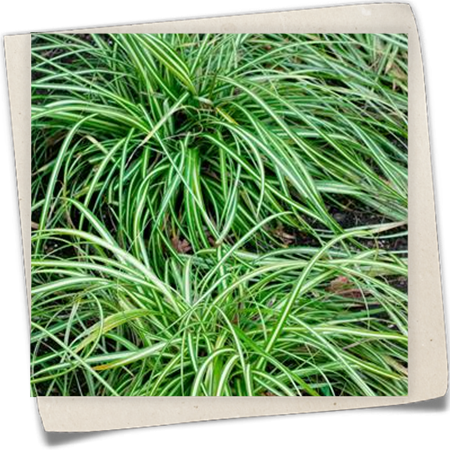 Garten-Segge 'Ice Cream'® Garten-Segge 'Ice Cream'®