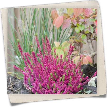 Besenheide 'Dark Beauty'(s) Besenheide 'Dark Beauty'(s)