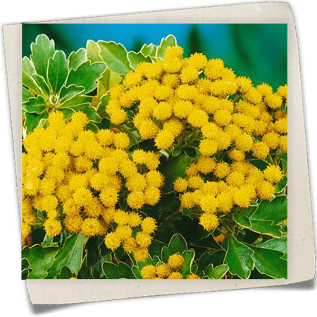 Garten-Pazifik-Margerite 'Silver and Gold' Garten-Pazifik-Margerite 'Silver and Gold'