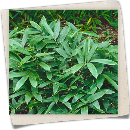 Wiesen-Bambus Wiesen-Bambus