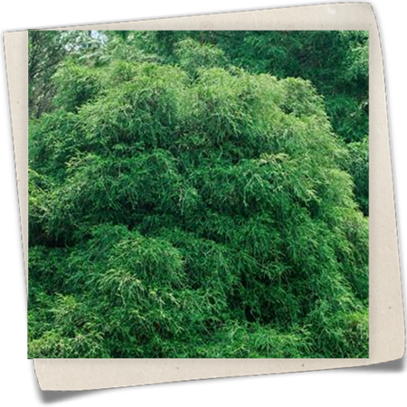 Fadenzypresse 'Filifera' Fadenzypresse 'Filifera'