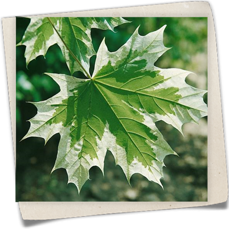 Spitzahorn 'Drummondii' Spitzahorn 'Drummondii'