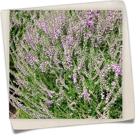 Besenheide 'Flore Pleno' Besenheide 'Flore Pleno'