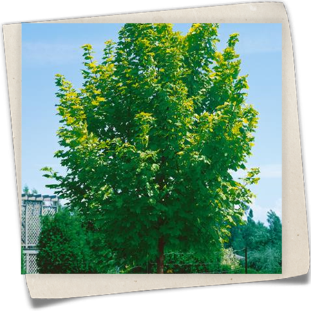 Spitzahorn 'Eurostar'(s) Spitzahorn 'Eurostar'(s)