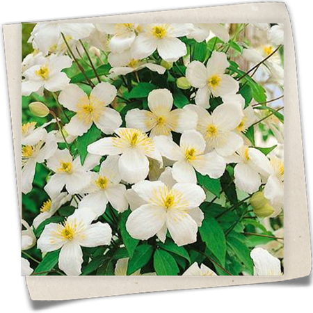 Berg-Waldrebe 'Superba' Berg-Waldrebe 'Superba'