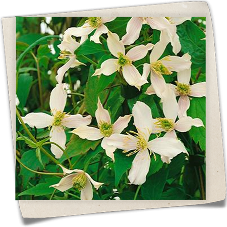 Berg-Waldrebe 'Wilsonii' Berg-Waldrebe 'Wilsonii'