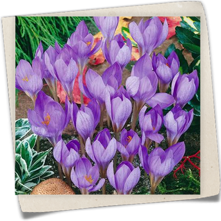 Pracht-Herbst-Krokus Pracht-Herbst-Krokus