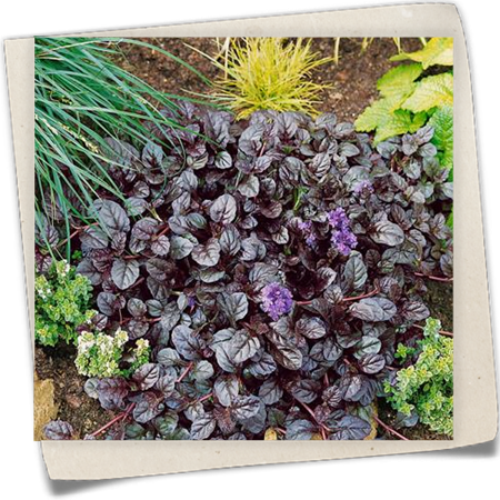 Großblättriger Garten-Günsel 'Mahogany' Großblättriger Garten-Günsel 'Mahogany'