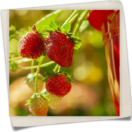 Erdbeere 'Hummi® Neue Mieze' Erdbeere 'Hummi® Neue Mieze'