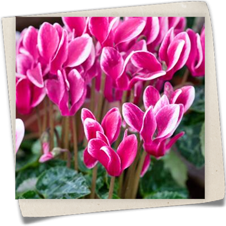 Zimmer-Alpenveilchen 'Fantasy' Zimmer-Alpenveilchen 'Fantasy'