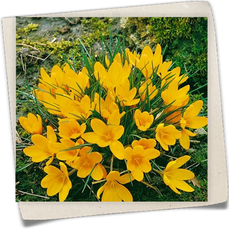 Frühlings-Krokus 'Yellow Giant' Frühlings-Krokus 'Yellow Giant'