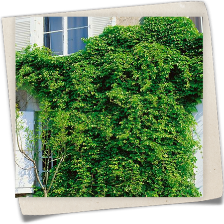 Fingerblättrige Klettergurke Fingerblättrige Klettergurke