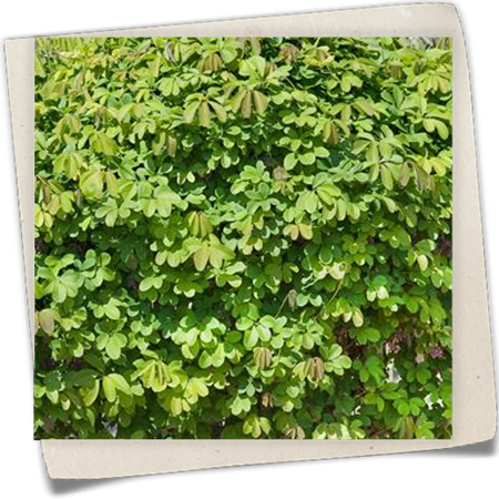 Fingerblättrige Klettergrurke 'Cream Form' Fingerblättrige Klettergrurke 'Cream Form'