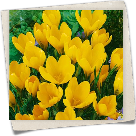 Frühlings-Krokus 'Yellow Mammoth' Frühlings-Krokus 'Yellow Mammoth'