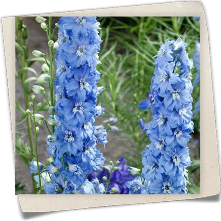 Hoher Garten-Rittersporn 'Abgesang' Hoher Garten-Rittersporn 'Abgesang'