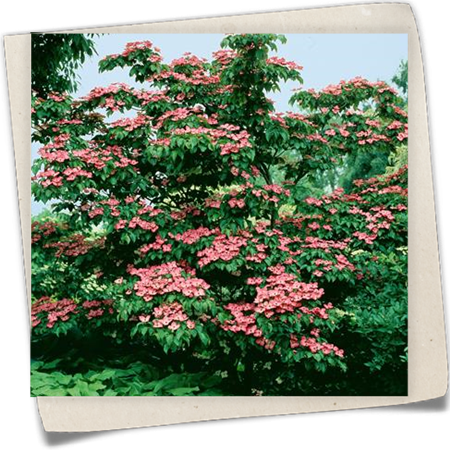 Japanischer Blumen-Hartriegel 'Satomi'® Japanischer Blumen-Hartriegel 'Satomi'®