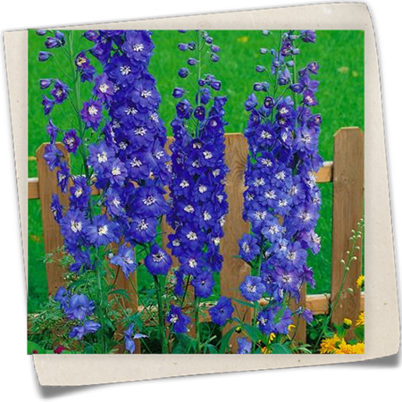 Hoher Garten-Rittersporn 'Azurzwerg' Hoher Garten-Rittersporn 'Azurzwerg'