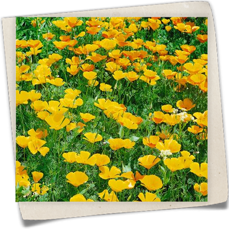 Kalifornischer Mohn 'Butter Bush' Kalifornischer Mohn 'Butter Bush'