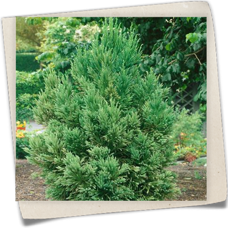 Sicheltanne Sicheltanne