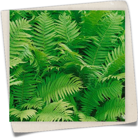 Goldschuppenfarn Goldschuppenfarn