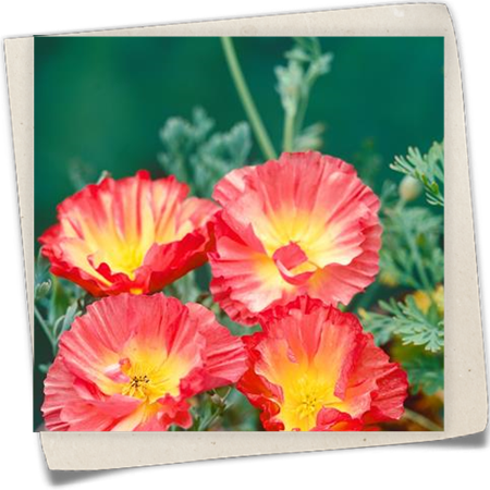 Kalifornischer Mohn 'Peach Sorbet' Kalifornischer Mohn 'Peach Sorbet'