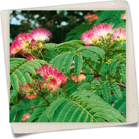 Seidenbaum Seidenbaum