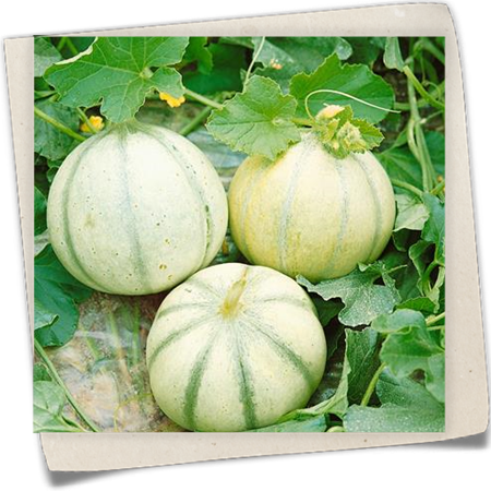 Zuckermelone 'Agora F1' Zuckermelone 'Agora F1'