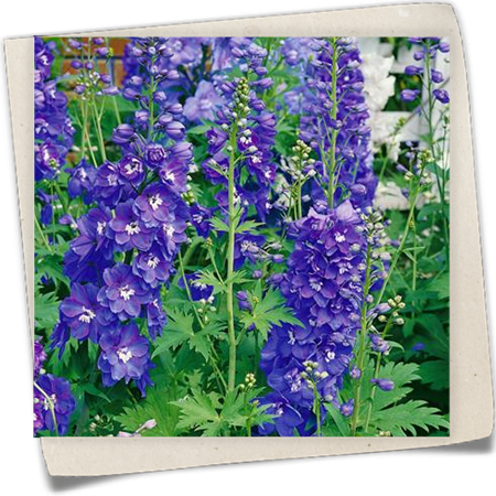 Hoher Garten-Rittersporn 'Elmfreude' Hoher Garten-Rittersporn 'Elmfreude'