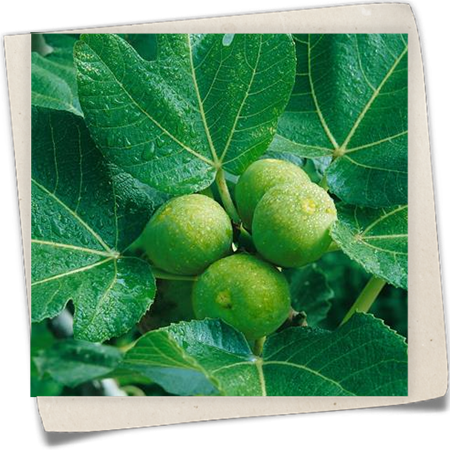 Bayernfeige 'Violetta'®(s) Bayernfeige 'Violetta'®(s)