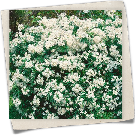 Orangenblume 'Aztec Pearl' Orangenblume 'Aztec Pearl'