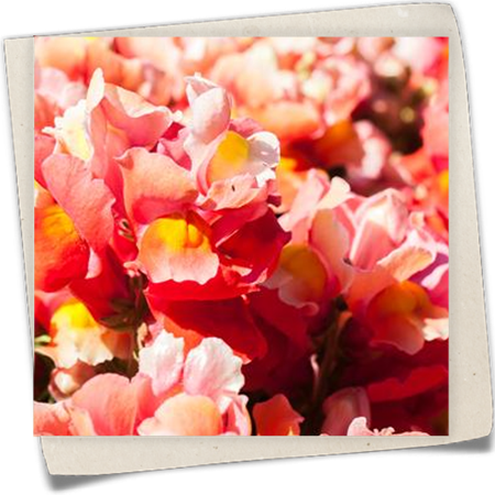 Großes Löwenmaul Großes Löwenmaul