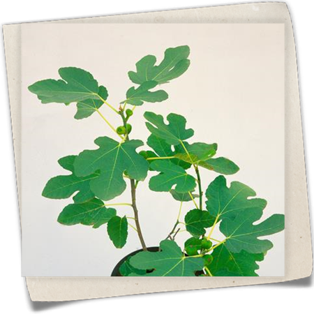 Feige 'Brown Turkey' Feige 'Brown Turkey'