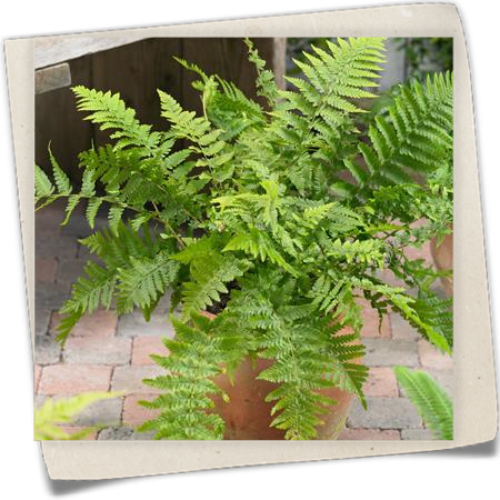 Gewöhnlicher Wurmfarn Gewöhnlicher Wurmfarn