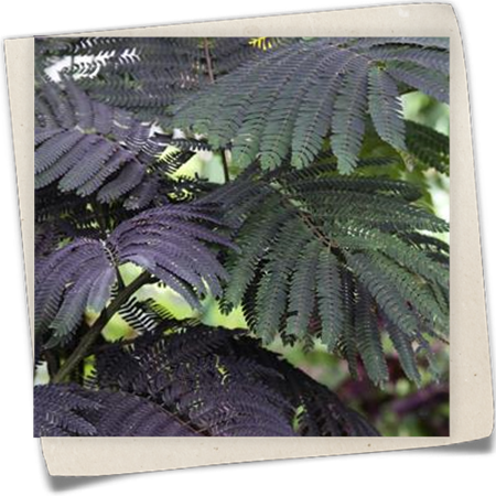 Seidenbaum 'Chocolate Fountain' Seidenbaum 'Chocolate Fountain'