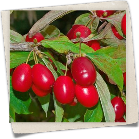 Kornelkirsche 'Big Ben'® Kornelkirsche 'Big Ben'®