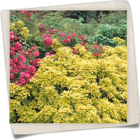 Orangenblume 'Sundance'® Orangenblume 'Sundance'®