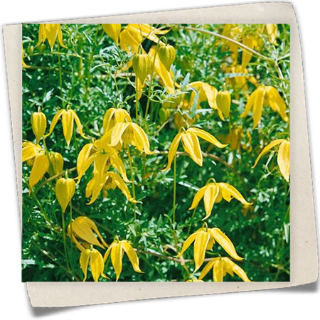 Gold-Waldrebe 'Bill McKenzie' Gold-Waldrebe 'Bill McKenzie'