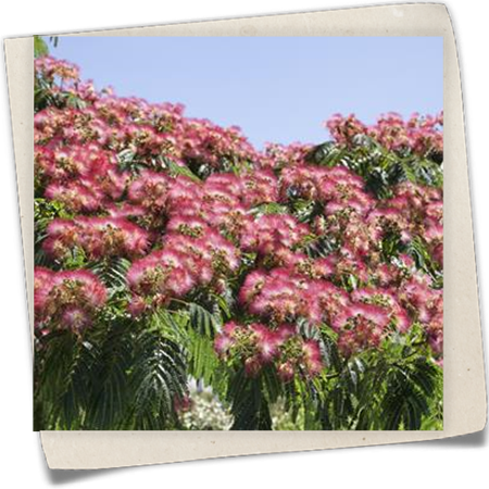 Seidenbaum 'Ombrella' Seidenbaum 'Ombrella'