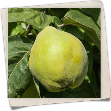 Quitte 'Portugiesische Birnenquitte' Quitte 'Portugiesische Birnenquitte'