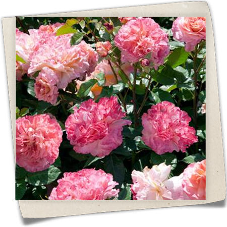 Edelrose 'Augusta Luise'® Edelrose 'Augusta Luise'®