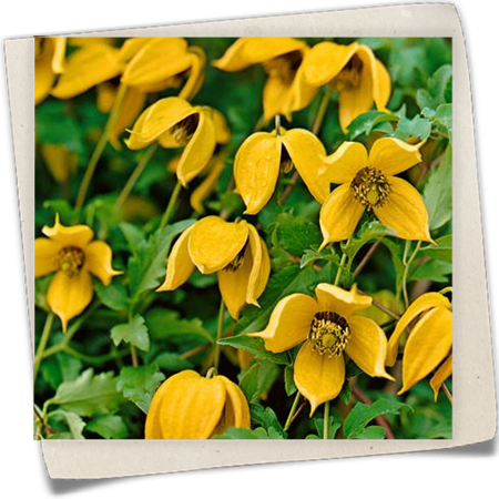 Waldrebe 'Orange Peel' Waldrebe 'Orange Peel'