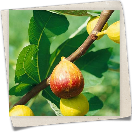 Feige 'Pfälzer Fruchtfeige' Feige 'Pfälzer Fruchtfeige'